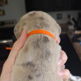 Shock - Merle male Great Dane puppy in Norwalk, Ohio from Swanger Danes