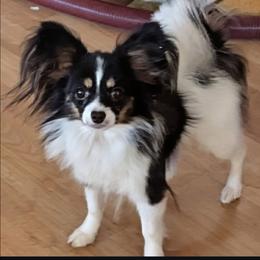 Mocha - Papillon