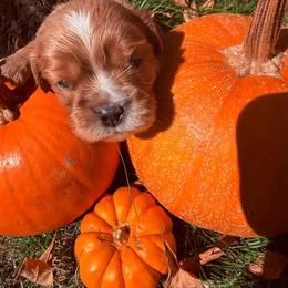 Nugget - Ruby male Cavalier King Charles Spaniel puppy in Brookings, South Dakota from Precious Pooches Cavalier King Charles Spaniels