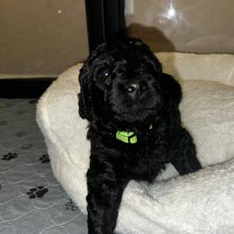 Mercedes - Apricot female Goldendoodle puppy in Sanderson, Florida from Serenity Goldendoodles