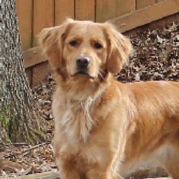 Auri  - Golden Retriever