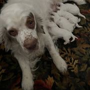 Clumber Spaniel Puppies from Briton Clumber Spaniels