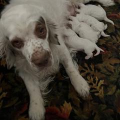 Clumber Spaniel Puppies from Briton Clumber Spaniels