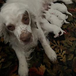 Clumber Spaniel Puppies from Briton Clumber Spaniels