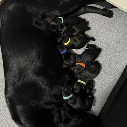 Labrador Retriever Puppies from Outlaw Ridge Kennels