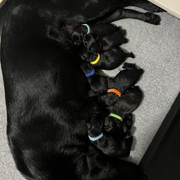 Labrador Retriever Puppies from Outlaw Ridge Kennels
