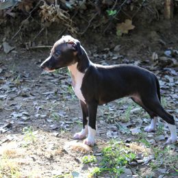 Boston Terrier and Italian Greyhound Puppies from 4Ever Boston Terriers & Italian Greyhounds