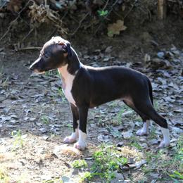 Boston Terrier and Italian Greyhound Puppies from 4Ever Boston Terriers & Italian Greyhounds