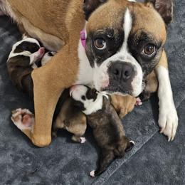 Boston Terriers from Emerald Moon Bostons