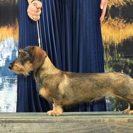 Lucille - Dachshund