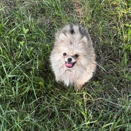 Vanilla Bean (Bean) - Cream sable female Pomeranian puppy in Harrisonville, Missouri from Cindy's Pomeranians