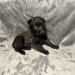 Light blue - Black sable male Belgian Malinois puppy in Klamath Falls, Oregon from Stellar Malinois