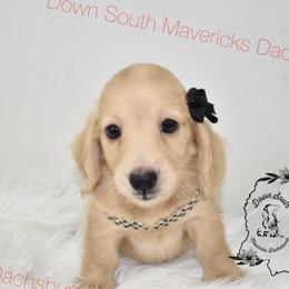 Dark cream - Cream female Dachshund puppy in Seminary, Mississippi from Down South Mavericks Dachshunds
