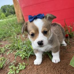 ANYA AKC - Red female Pembroke Welsh Corgi puppy in Hinton, Oklahoma from Green Cloud Ranch