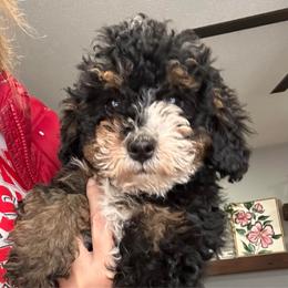 Rae - Tri-color female Bernedoodle puppy in Lincoln, Nebraska from GRand Doodles