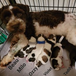 Miniature Schnauzer Puppies from Little Schnauzer Paws