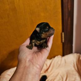 Faith - Black and tan female Morkie puppy in Terrell, Texas from PBJ Farms