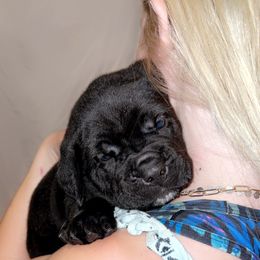 Cane Corso Puppies from Rock Creek Cane Corso