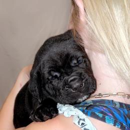 Cane Corso Puppies from Rock Creek Cane Corso