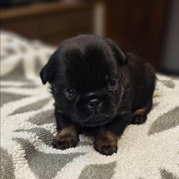COUNT - Black and tan male Brussels Griffon puppy in Columbus, Ohio from Last Knight Kennels and Greyhawk Kennels