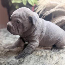 Caraxes - Blue male Chinese Shar-Pei puppy in Lehigh Acres, Florida from Florida Wrinkles