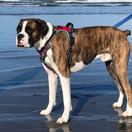 Boxer All Grown Up from Dudley’s Dream Boxers