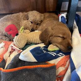 Dachshund and Golden Retriever Puppies from HS Goldens