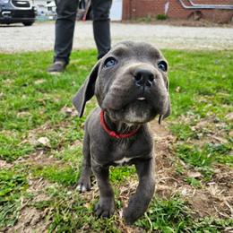 Elana - Gray female Cane Corso puppy in Roachdale, Indiana from Cast Iron Kennels