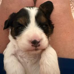 London - Tri-color female Cavapoo puppy in Santaquin, Utah from Willow & Wag Farm