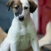 Windsprites from Wylde Pups