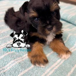 White Slippers - Black female Miniature Schnauzer puppy in Kaufman, Texas from KK’s Krazy Kennels