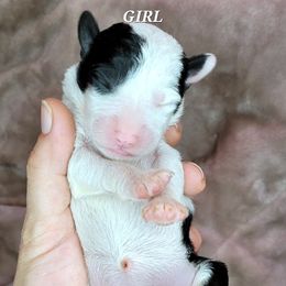Girl 2 - Assorted Doodle Crosses puppy in Lane County, Oregon from Happy Little Tails