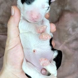 Girl 2 - Assorted Doodle Crosses puppy in Lane County, Oregon from Happy Little Tails