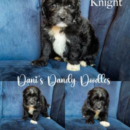 Knight - Black and white male Aussiedoodle puppy in Roebuck, South Carolina from Dani's Dandy Doodles