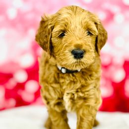 Gray - Red male Australian Labradoodle puppy in Fayette, Ohio from Patriots Poodles and Doodles
