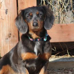 Carley - Dachshund
