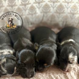 Black and cream dapple boy - Dapple male Dachshund puppy in Beaver, Pennsylvania from Meaden’s Mini Dachshunds