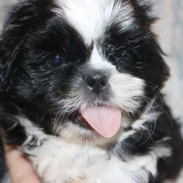 Shih Tzus from Donna's Puppies