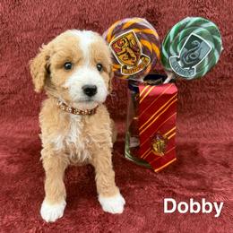 Dobby - Red  male Goldendoodle puppy in Conroe, Texas from Tails of Cypress