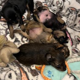 Prague Ratter Puppies from North Star Gem’s Prague Ratters