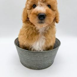 Hurricane - Red  female Goldendoodle puppy in Sunman, Indiana from Brunsman Country Doodles LLC
