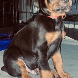 Doberman Pinscher and Labrador Retriever Puppies from Mississippi K9 Kennel