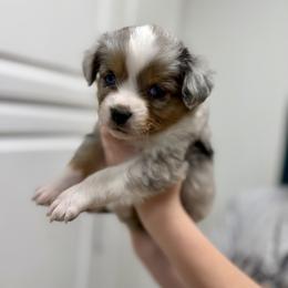 Phineas - Blue merle male Australian Shepherd puppy in Odessa, Texas from Yucca Blossom Pups