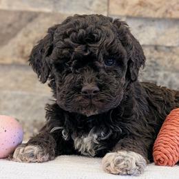 Stella - Brown female Lagotto Romagnolo puppy in West Jordan, Utah from Salt Lake Lagotto
