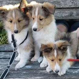 Shetland Sheepdog puppies from Porter Creek Kennels