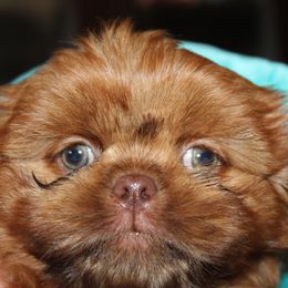 Boy 1 - Red male Shih Tzu puppy in Puyallup, Washington from Sugar and Spice Shih Tzu