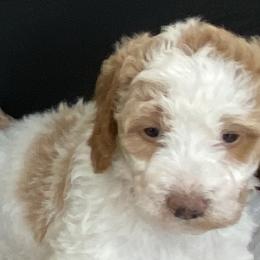 Girl 5 - Goldendoodle puppy in Morehead City, North Carolina from Shoreside Doodles