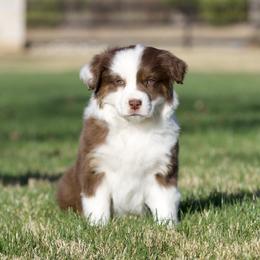 Nutmeg - Red tri-color female Miniature American Shepherd puppy in Stephenville, Texas from Diamond H Aussies