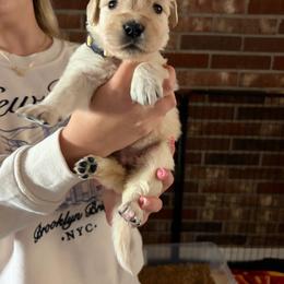 Peep (Light Pink) - Light golden female Golden Retriever puppy in Jacksonville, Florida from River City Golden Retrievers