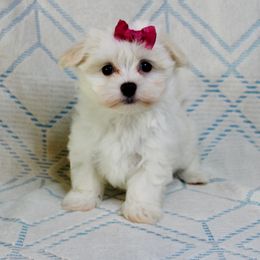 Olive - White female Maltese puppy in Morehead, Kentucky from Paw Perfect Pets